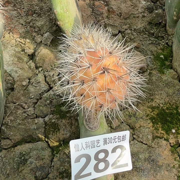 无花朵282狂刺习锦东十一