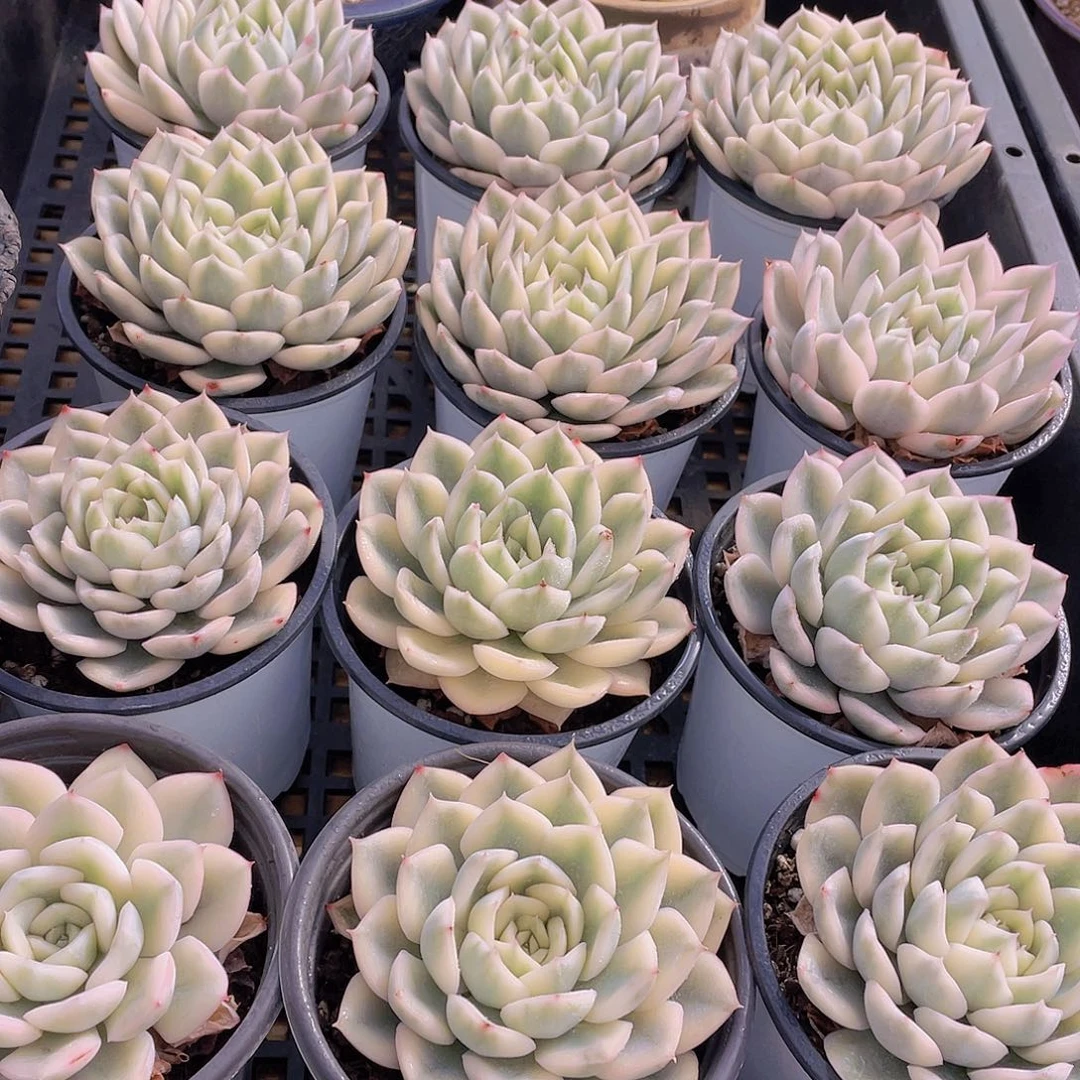 量拍47号 月亮仙子锦单头2个