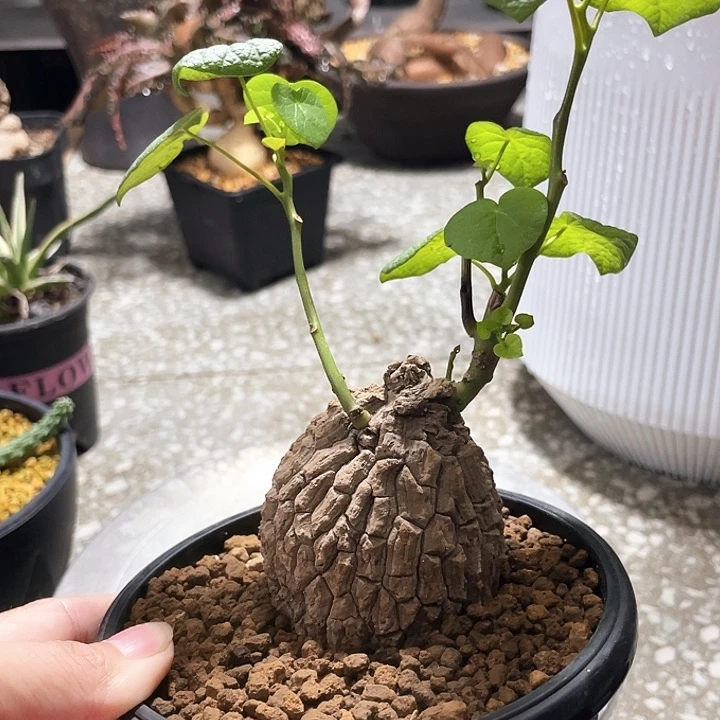 荔枝龟66666666666666