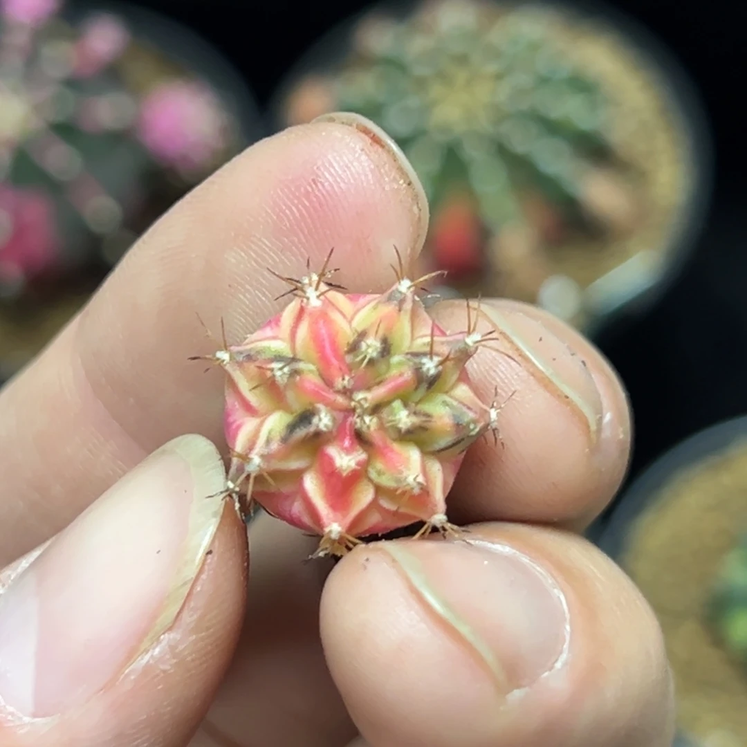 加法侧芽自根脱土发货4