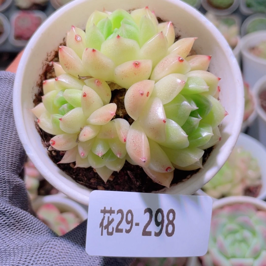 花利美29-298麦秆