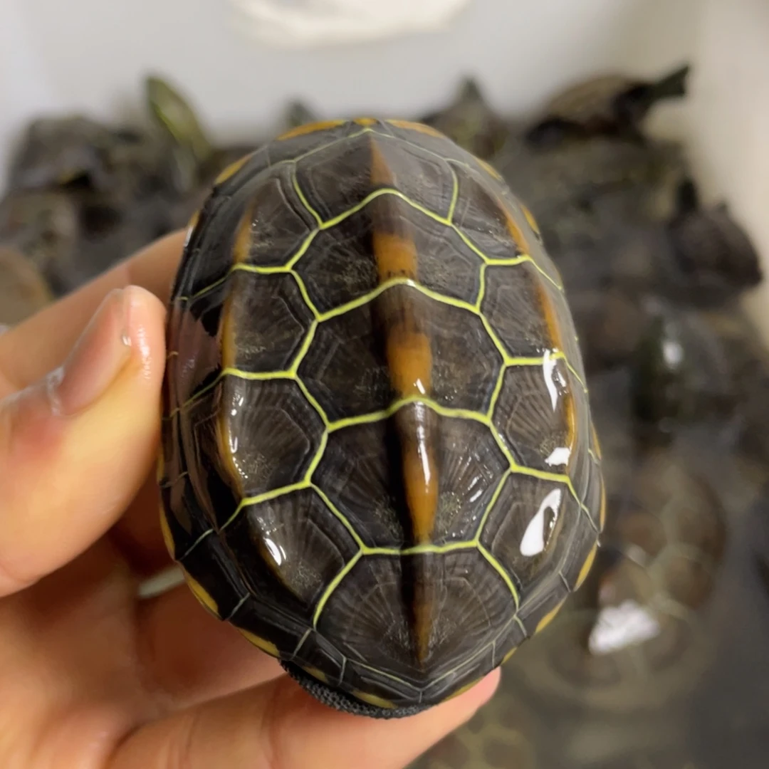 苏北金线冷水草龟