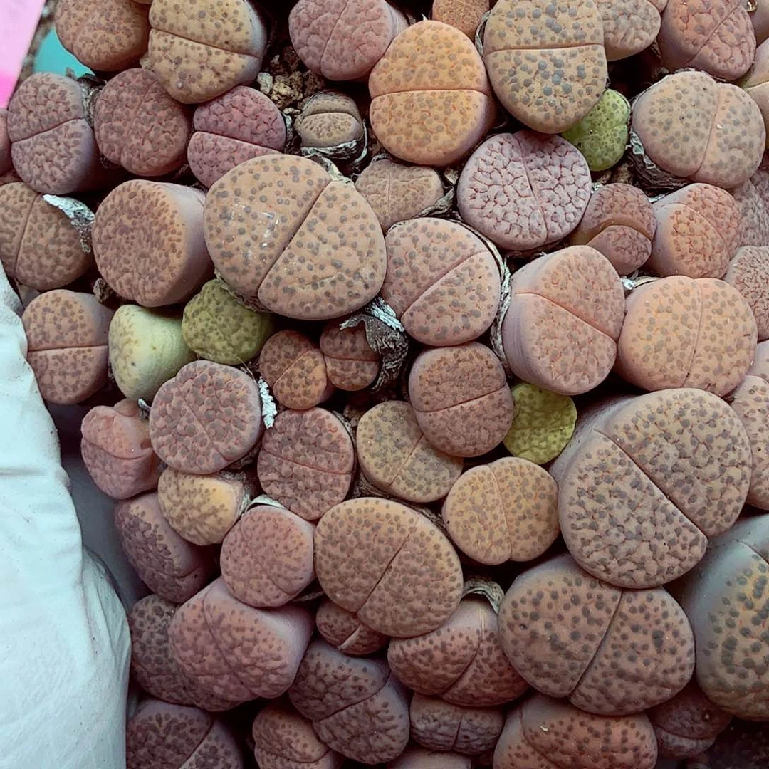 你也快回来吃饭哈哈啊302