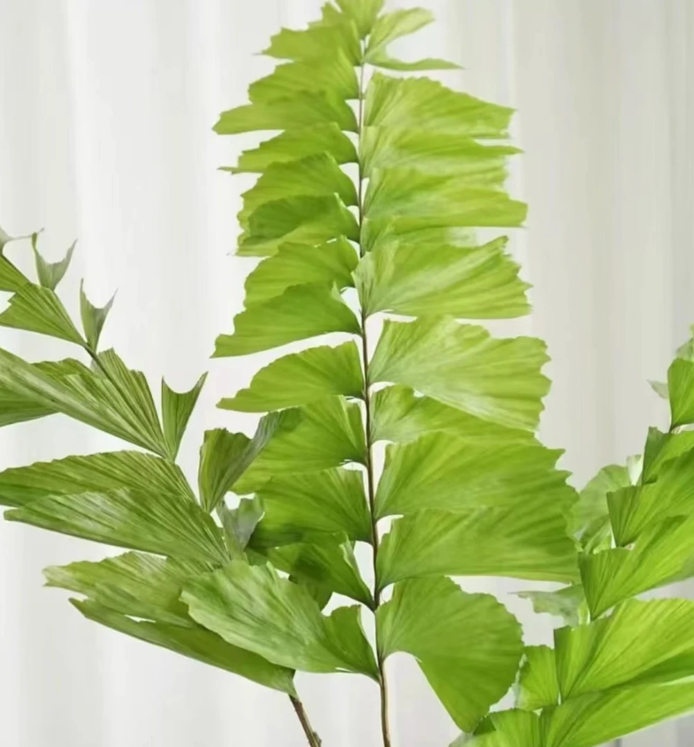 AA级锦鲤鱼尾葵鲜切花家用高级感氛围软装花材