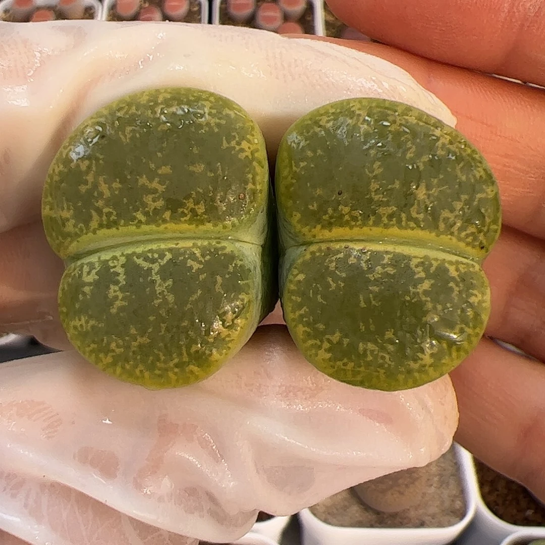 生石花多肉双头母绿紫薰