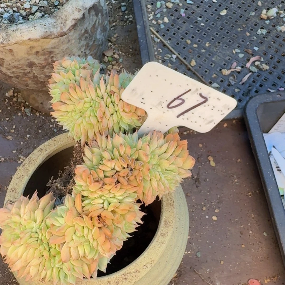 多肉植物的生长发育和生长