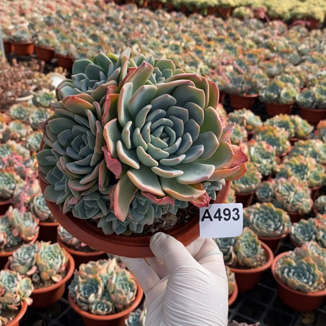 493冷橙多头一物一拍