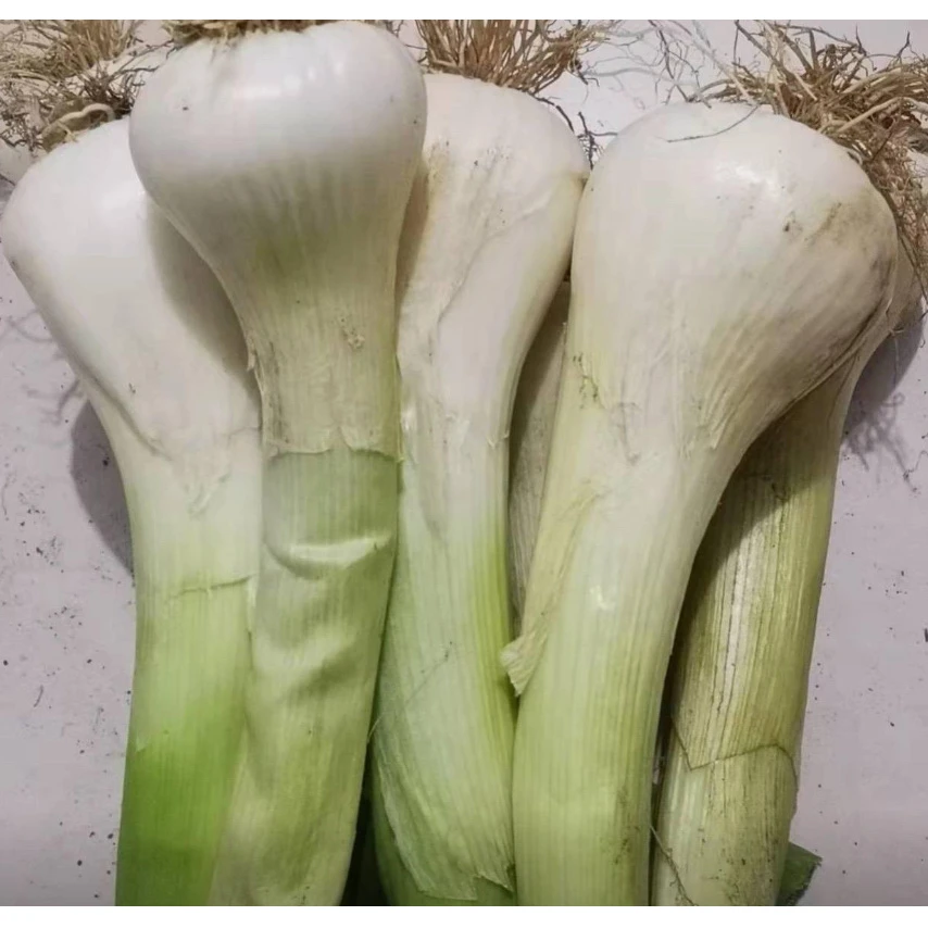 【鸡腿大葱头种子】鸡腿大葱头四季种植盆栽阳台
