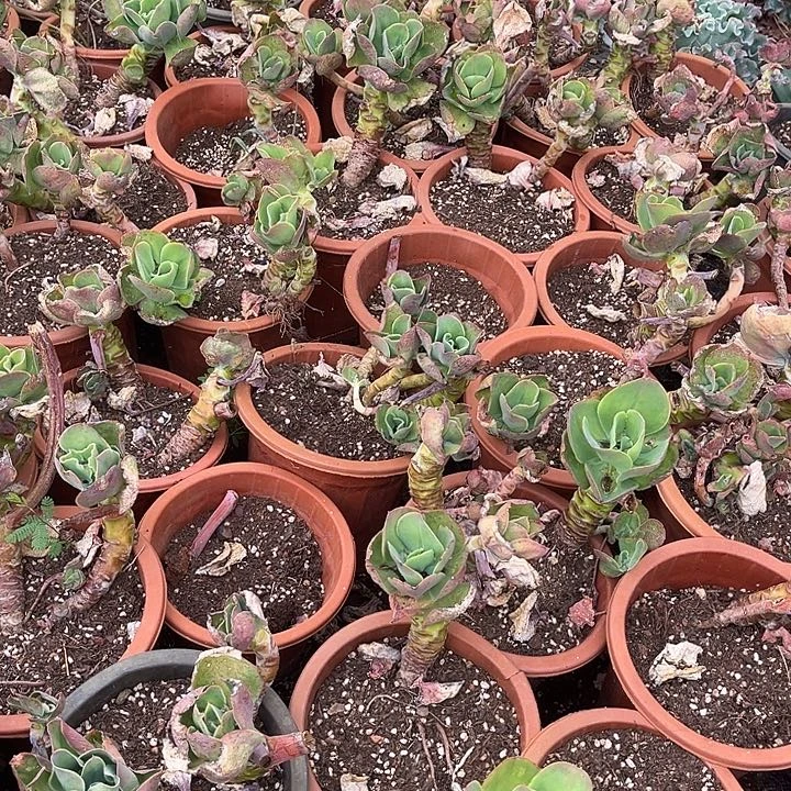 柠檬卷2颗9.99多肉植物精品