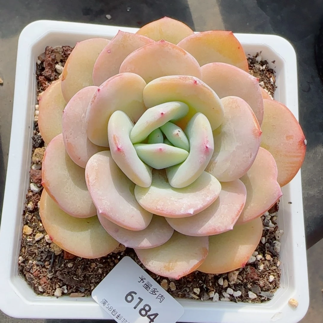 奶茶，6184多肉植物