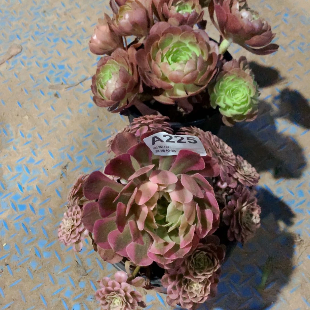 黑魔玫瑰➕红彤超白225