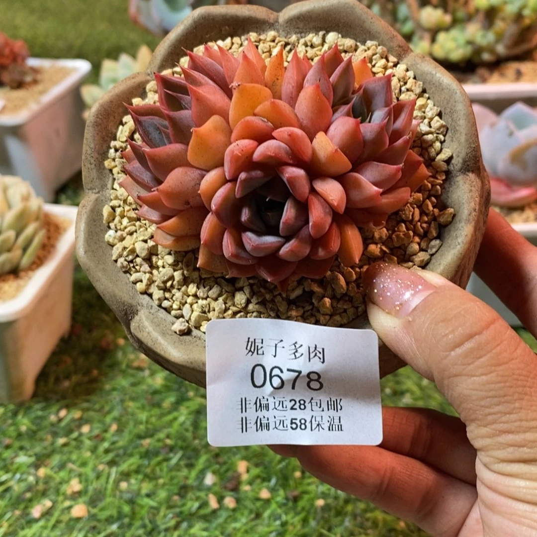 玫瑰夫人0678asasasasas