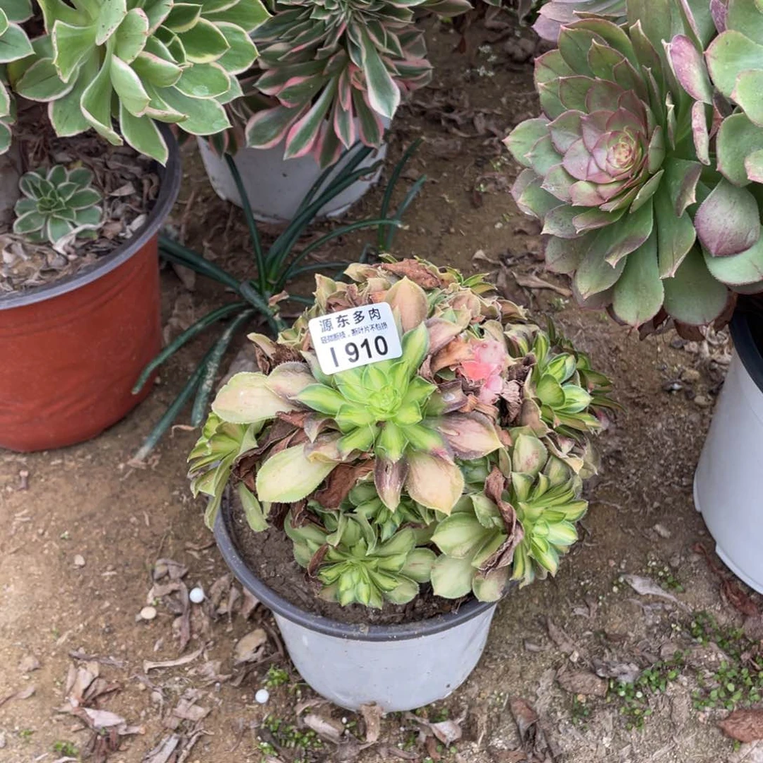 910韶华多肉法师断枝不包