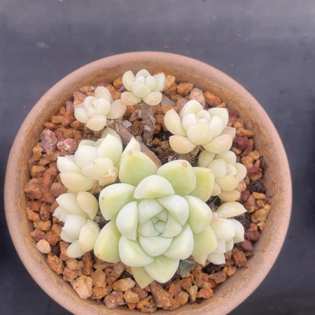 厚叶月影整装老桩