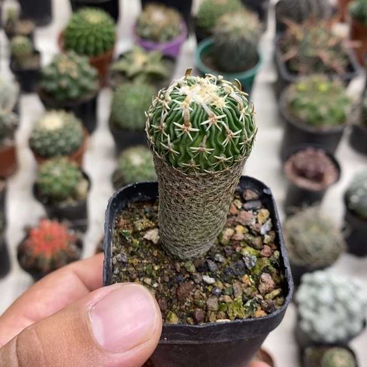 实生太刀岚特价福利