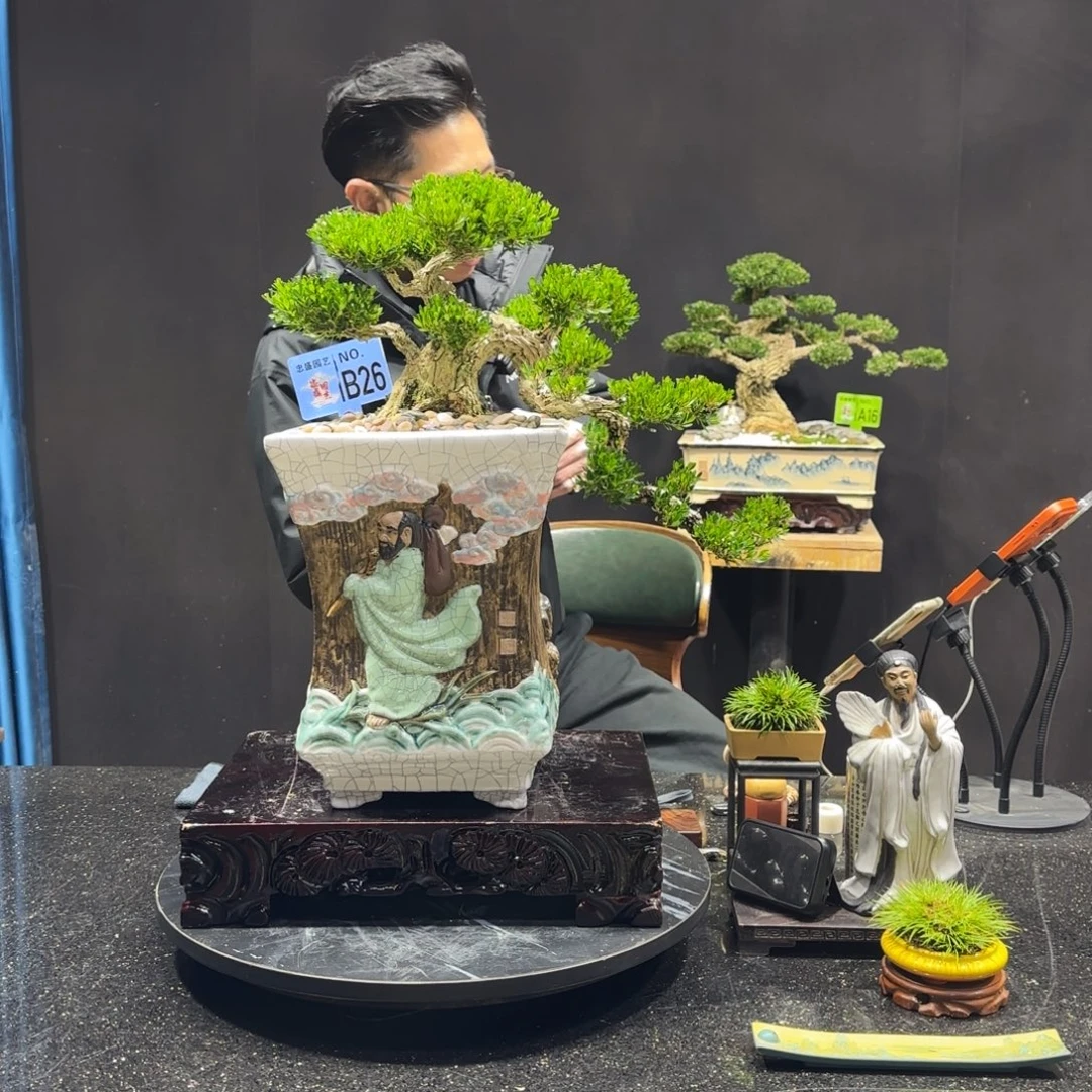 以实际为准黄杨室内室外盆景艺术