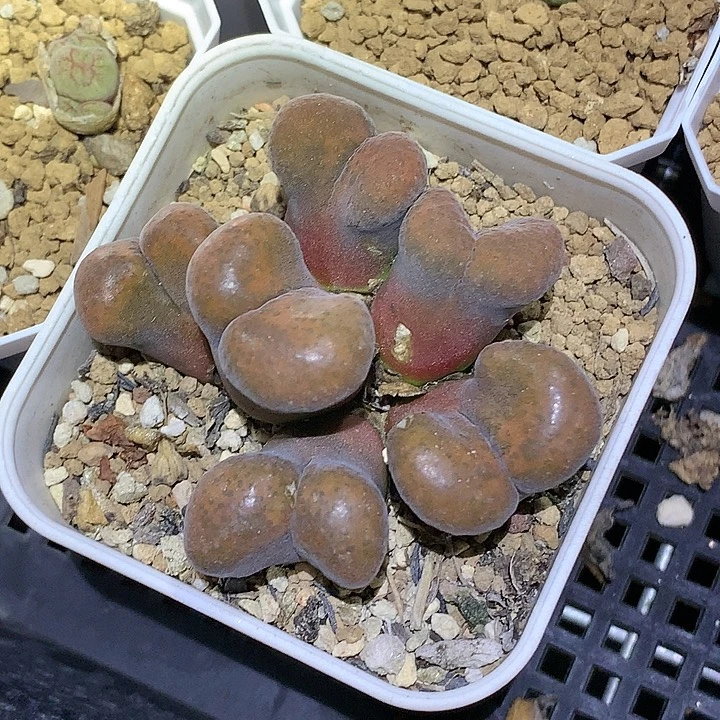 精品多肉植物精品多肉