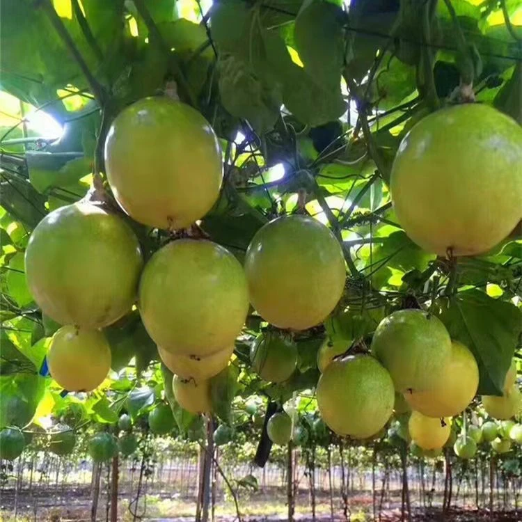 钦密9号黄金百香果苗果树盆栽纯甜南北方四季种植不断结果