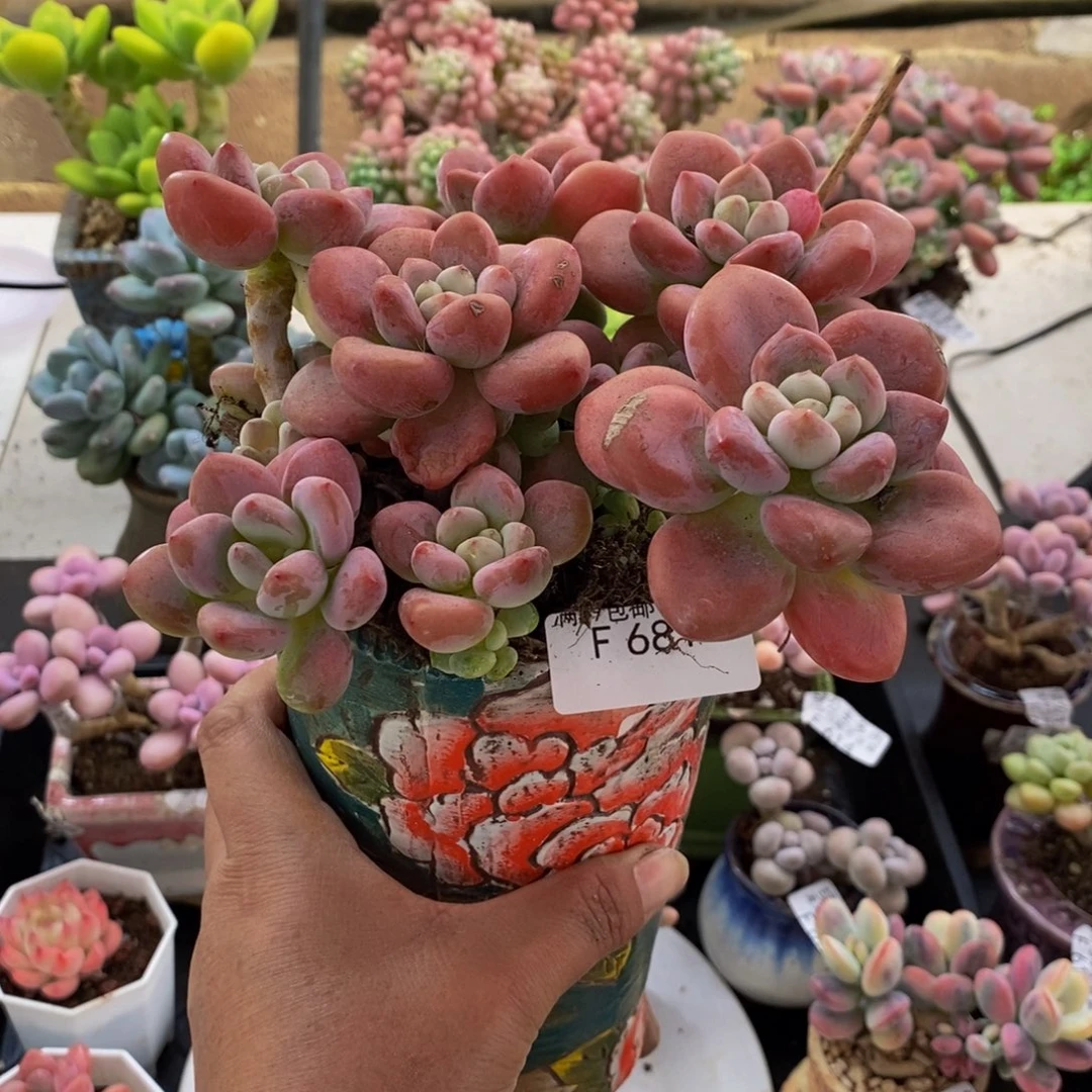 681樱花洛神15cm多肉