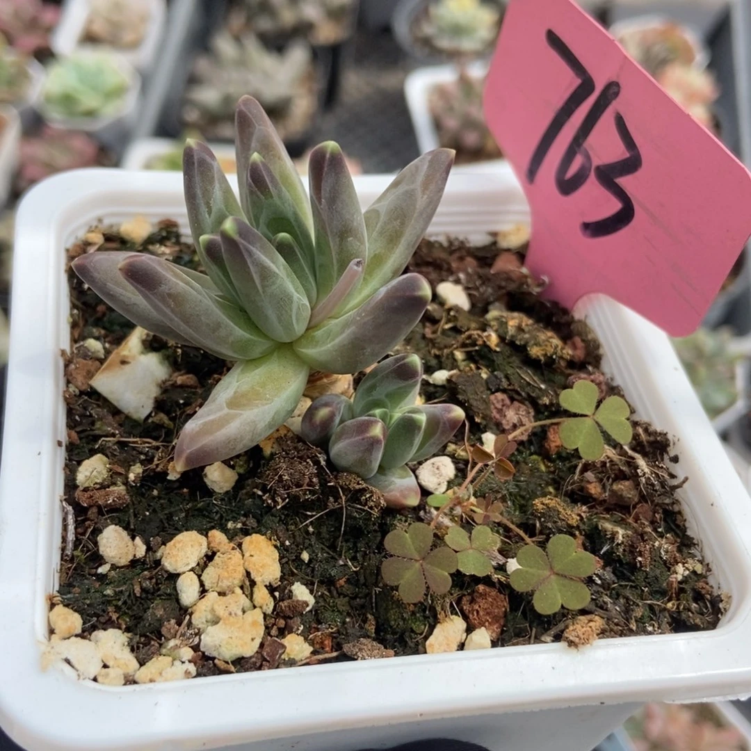 763梵高美人多肉植物保护