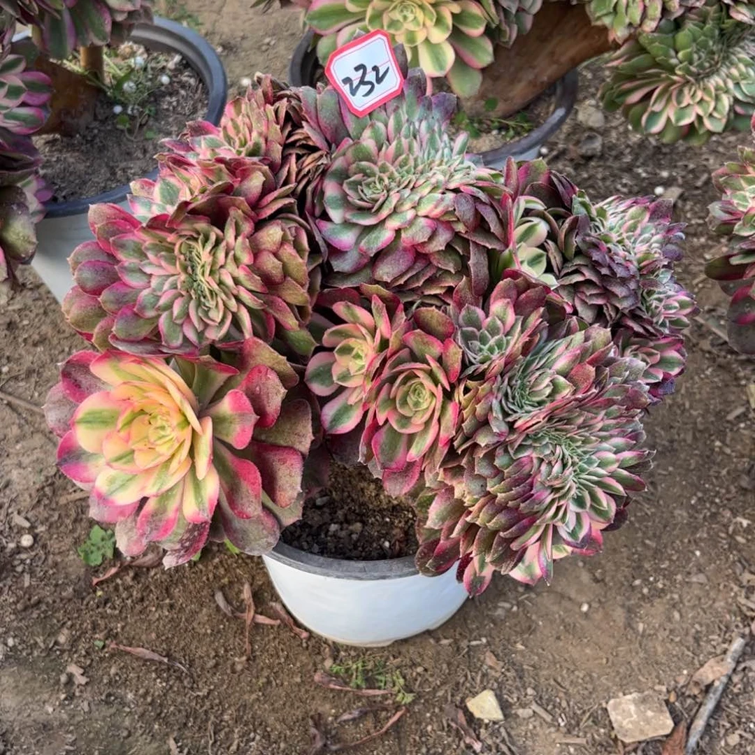 232多肉植物荔枝缀化