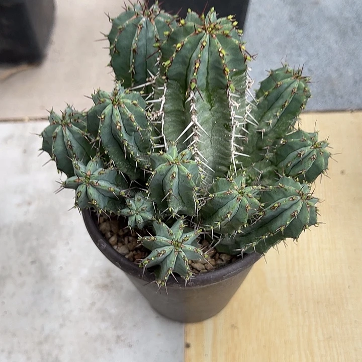 无花朵大正麒麟一物一拍