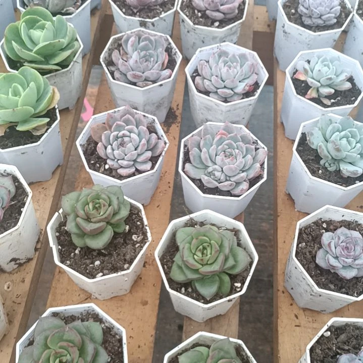 当前无花朵，栽培后可花朵