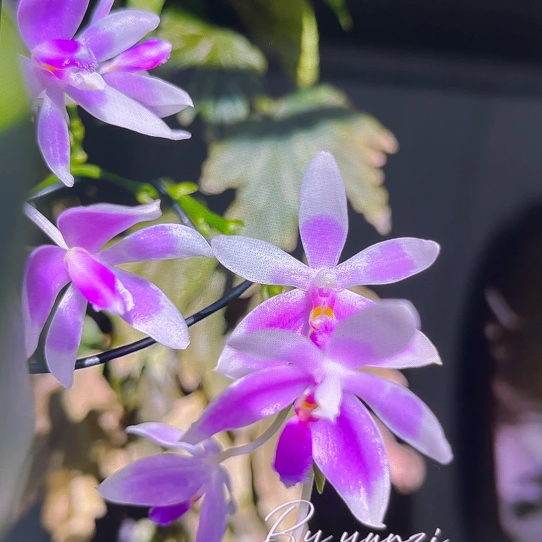 无花朵1.7寸羞花苗