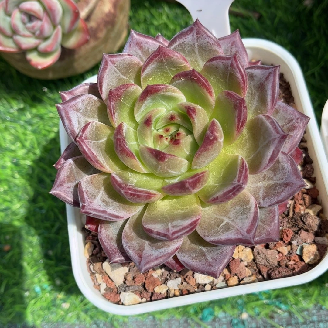 爱****多肉植物2967 一定要拍个冷链哦