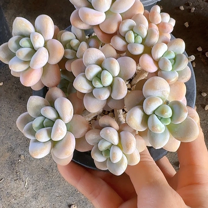 香水洛神多肉植物提取