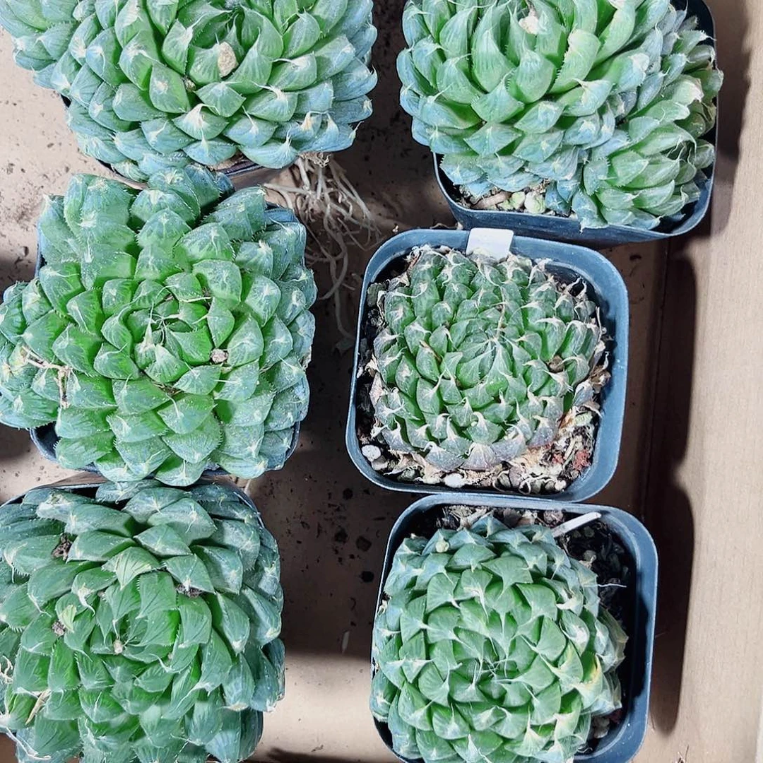 特价处理不包售后