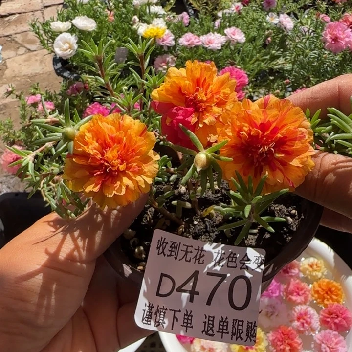 无花朵D470超小苗盆口10cm