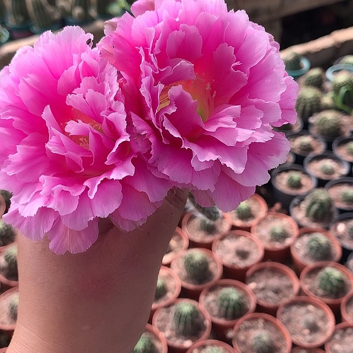 无花朵彩草大侧芽 666