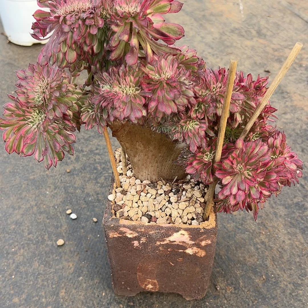 红铜超白老桩朵缀
