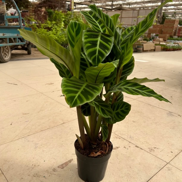 青背天鹅绒竹竽  室内观叶植物盆绿植