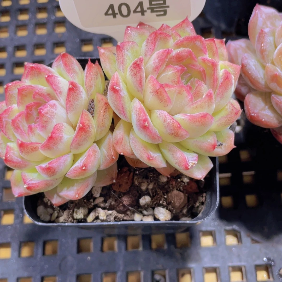 404号 糖心麦女双头