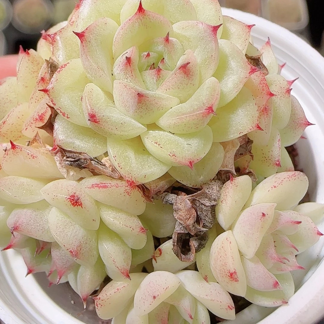 花语逸镜1126-290散