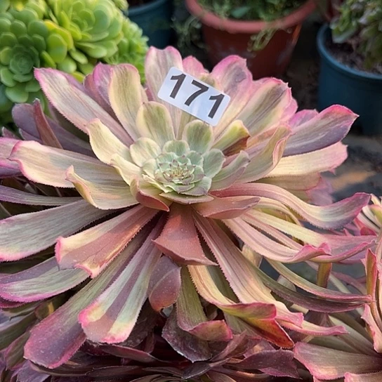 多肉植物一个法师