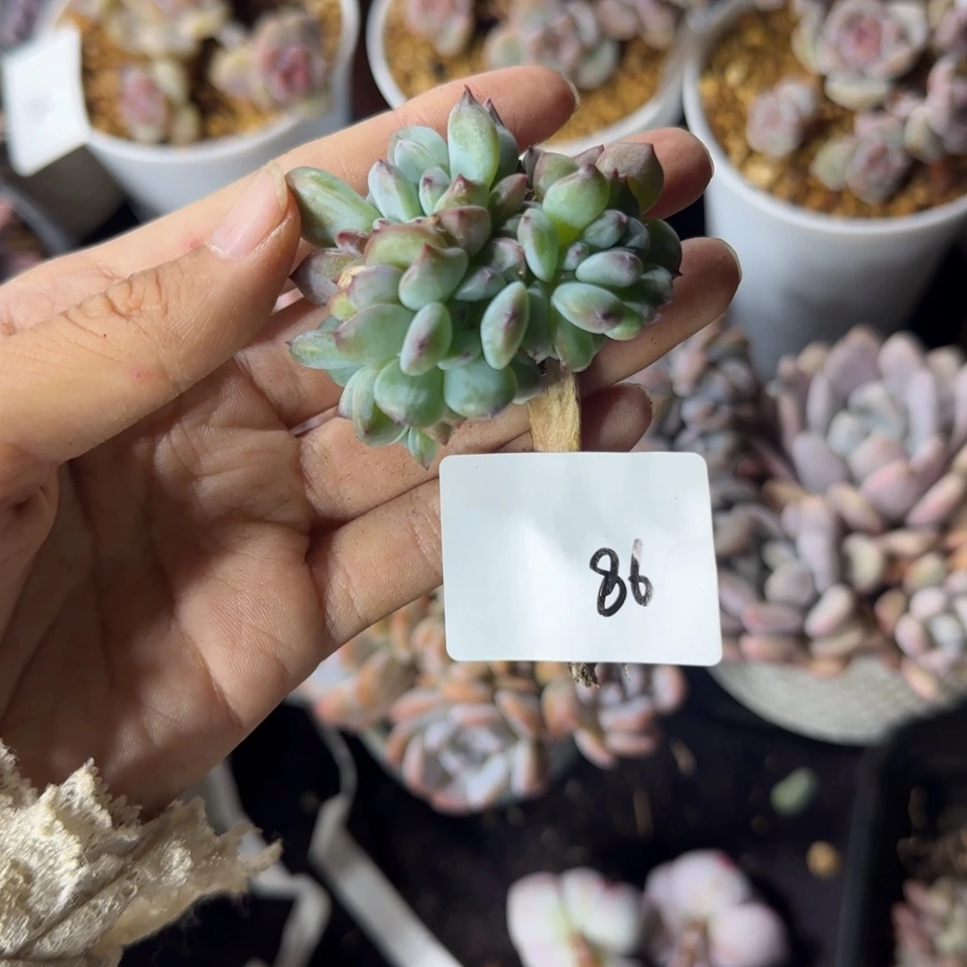 星影缀化一物一拍86