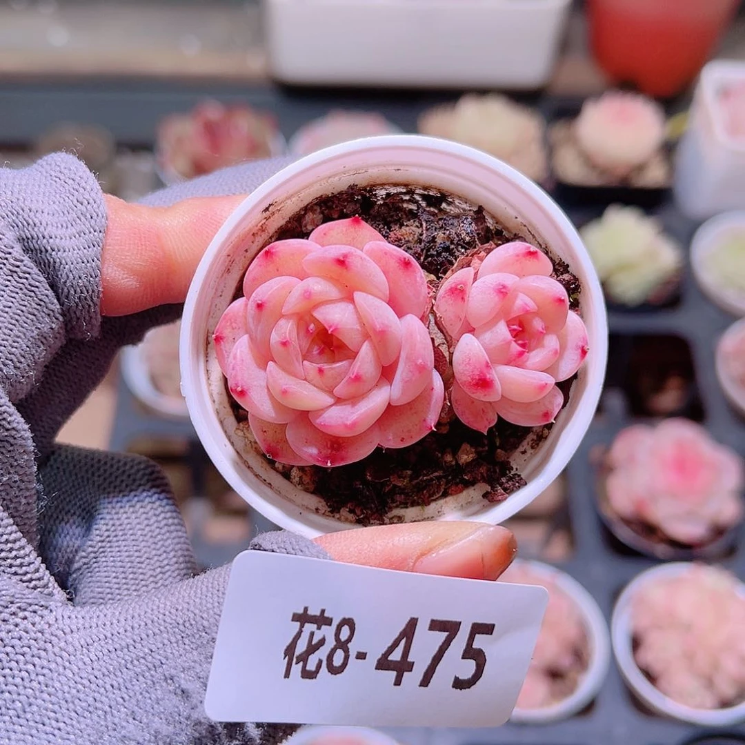 花08-475新品带仔