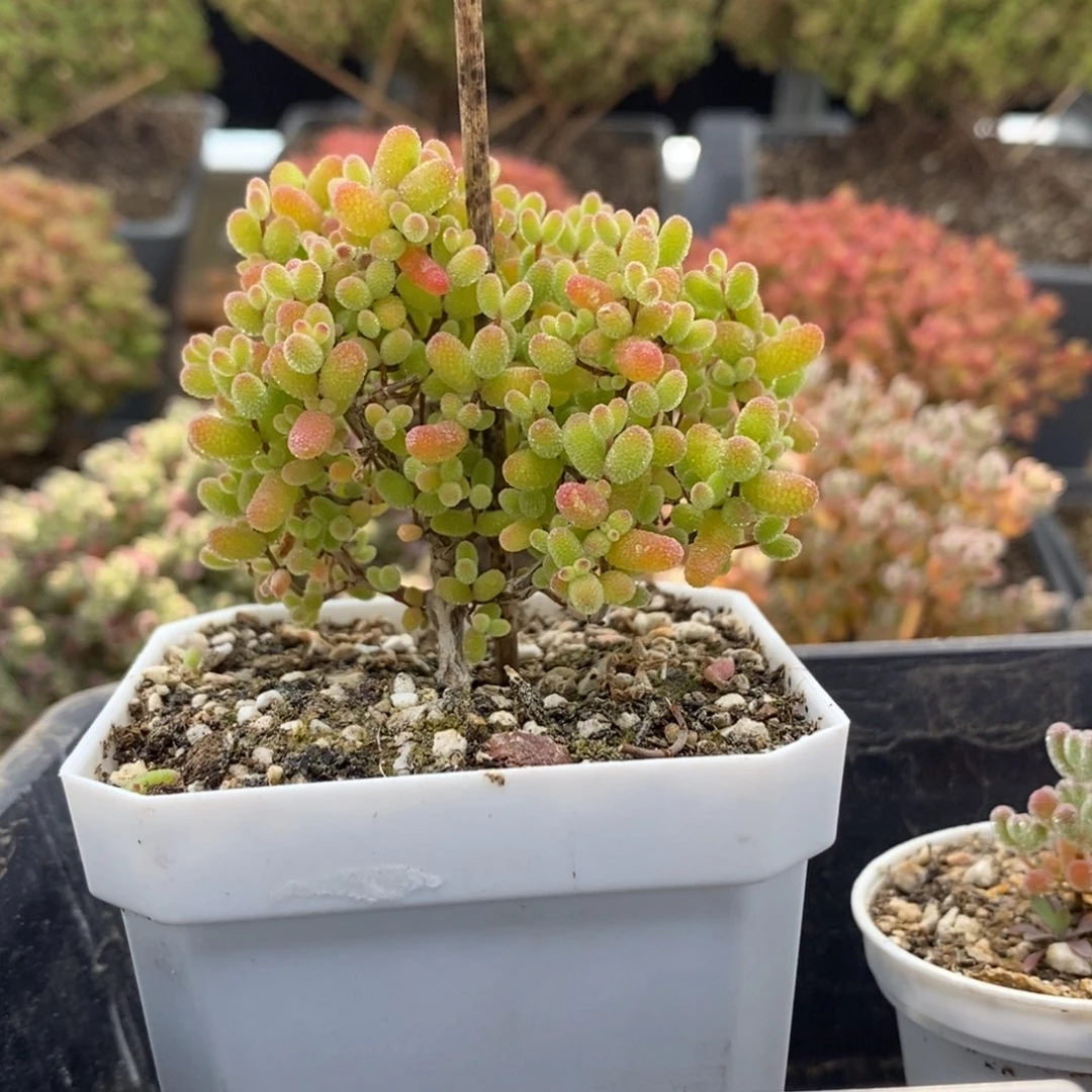 岁**年金橘糖球7255枝干番杏