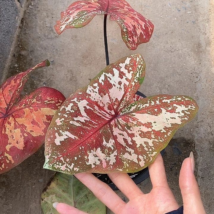 泰国彩叶879-0126