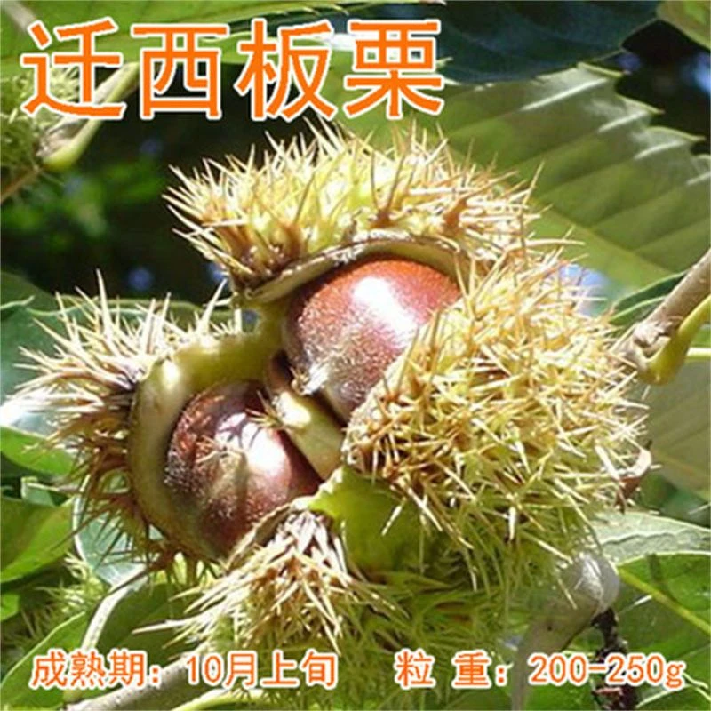 嫁接早熟板栗苗大红袍板栗树苗北方耐寒南方种植盆栽地栽当年结果