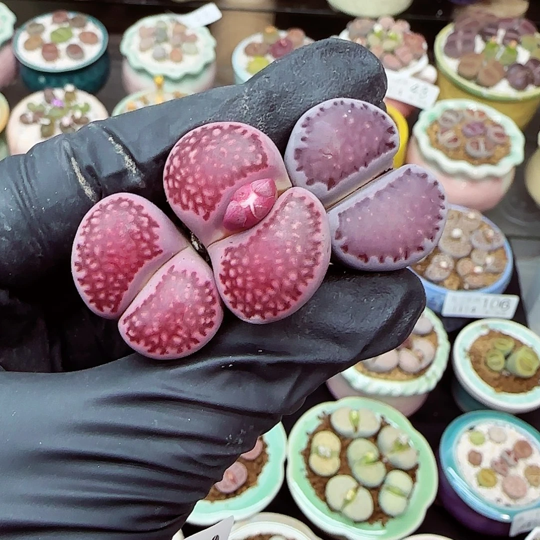 生石花满18包邮1114-113