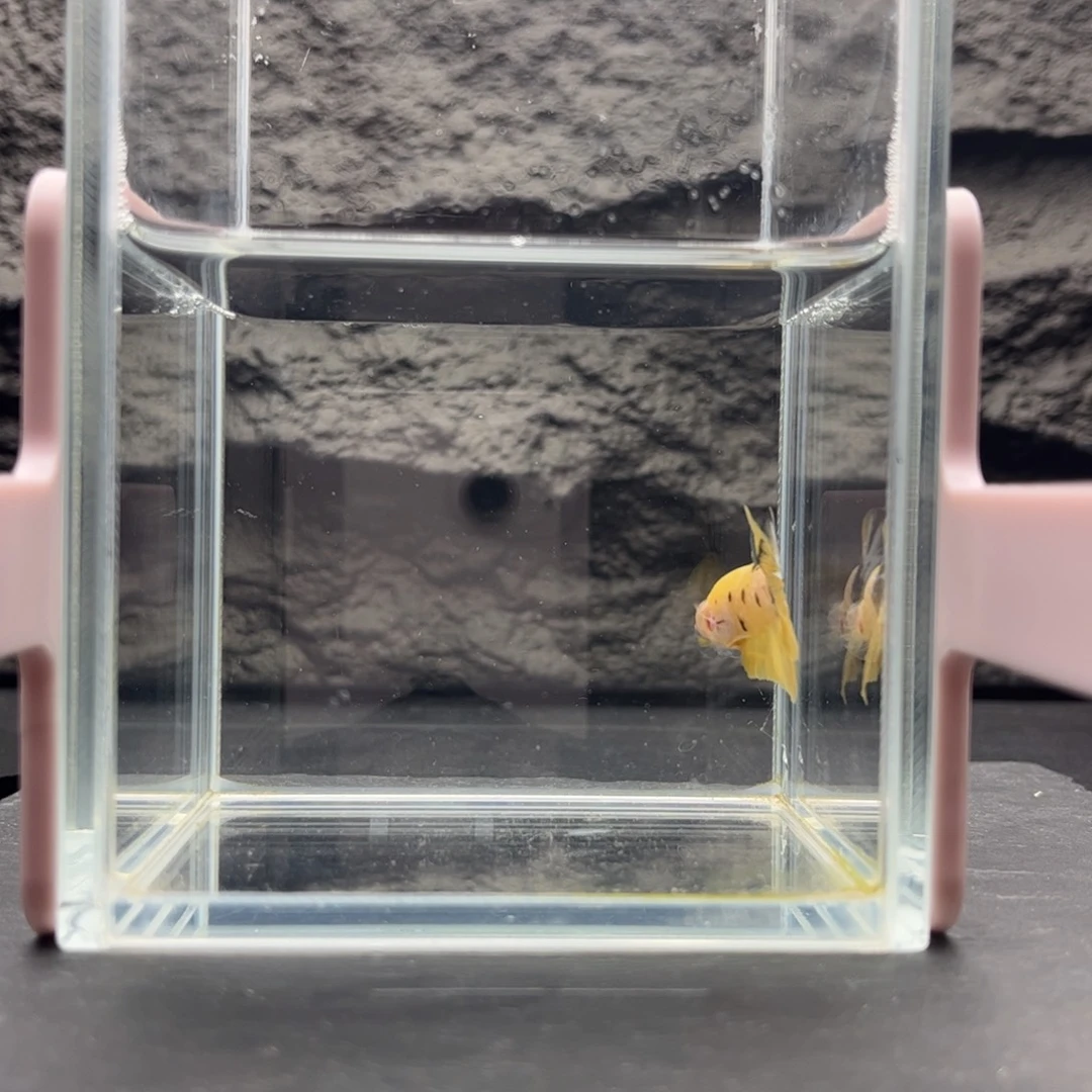 猪***B海水鱼宙斯斗鱼竞拍11-25
