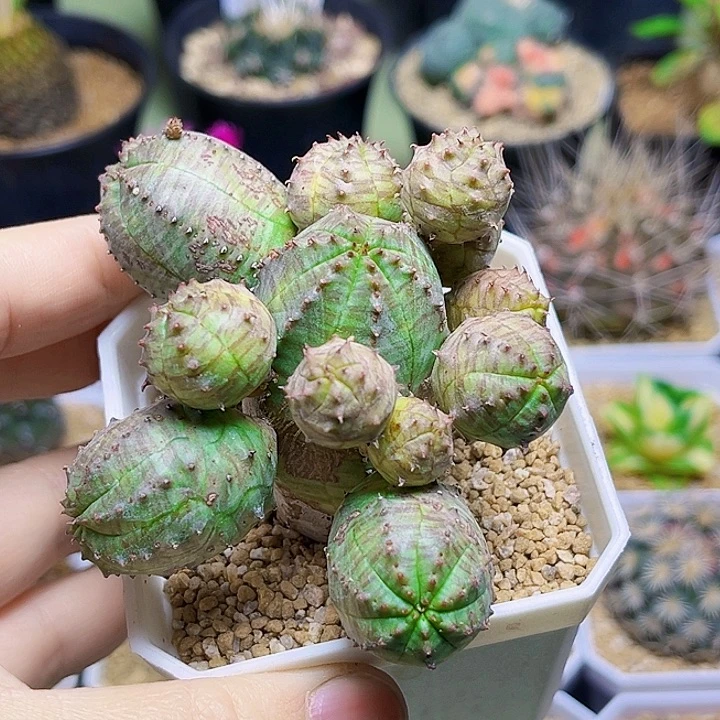 自吹布纹球母本一颗