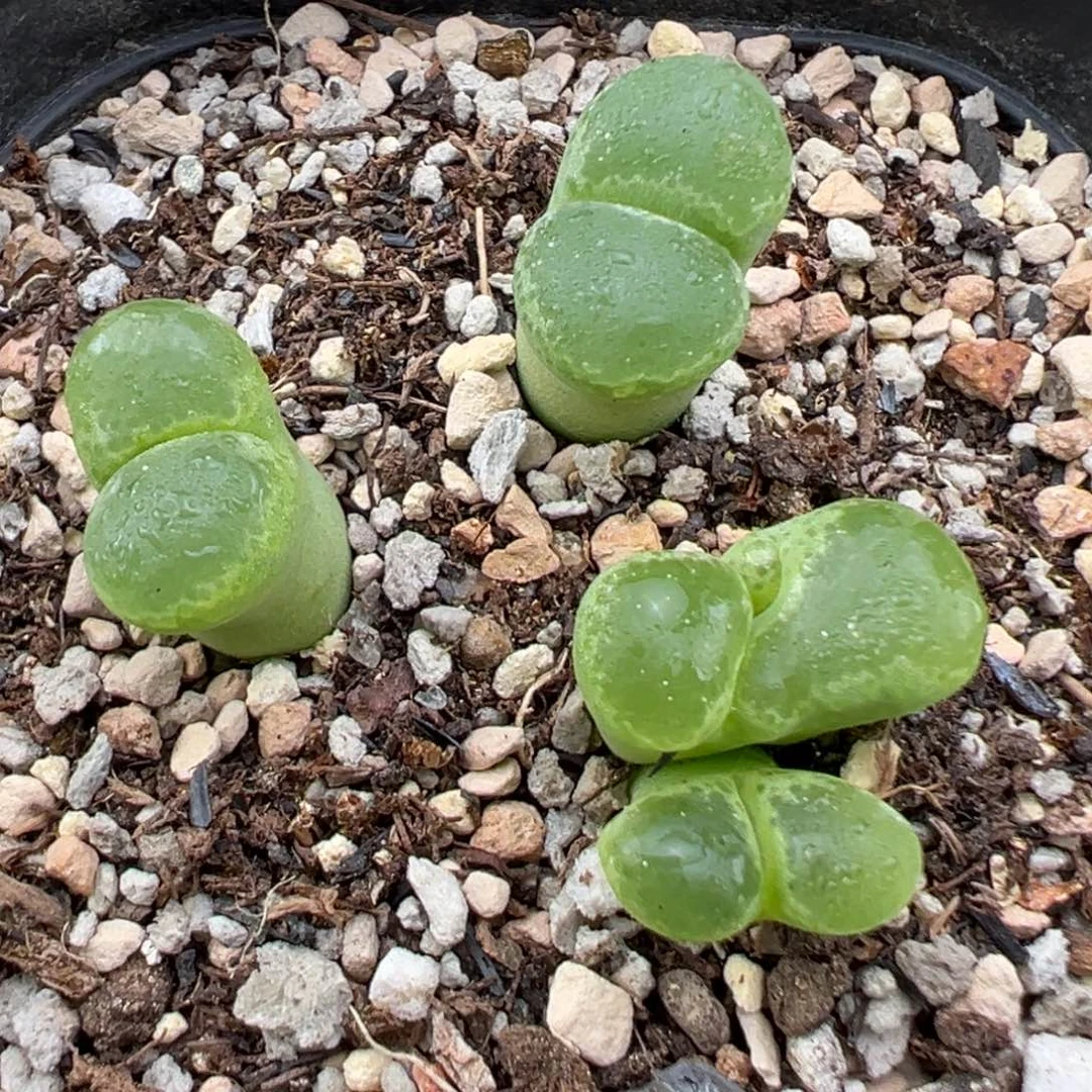 9.13好看的多肉脱土发货854