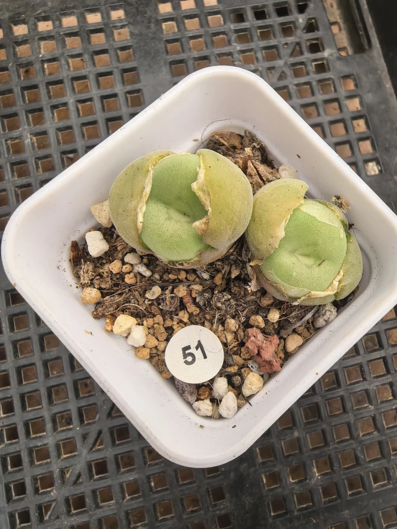 空卡佛双头1.6/1.7CM带盆