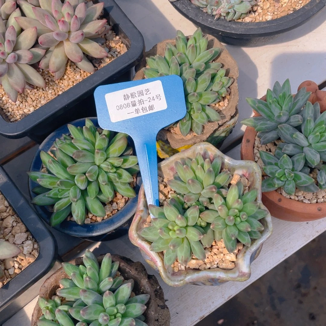 0808-24-伊卡鲁斯群生一颗