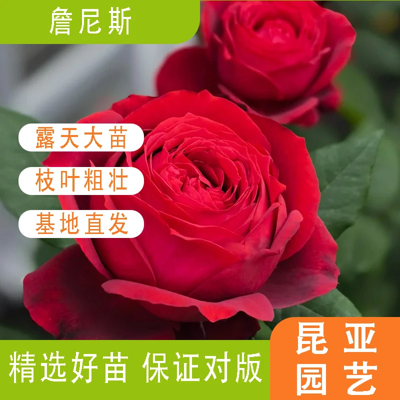 昆亚花园詹尼斯月季花苗阳台庭院盆栽玫瑰花苗带花苞好养基地直发